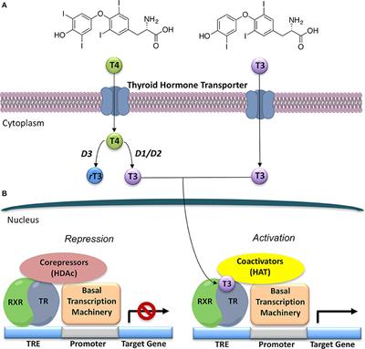 Selective Thyroid Hormone Receptor-Beta (TRβ) Agonists: New Perspectives for the Treatment of Metabolic and Neurodegenerative Disorders